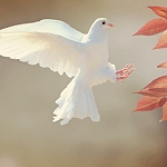 Thumbnail of post image 080